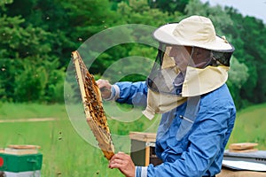 Beekeeper holding a honeycomb full of bees. Beekeeper in protective workwear inspecting honeycomb frame at apiary