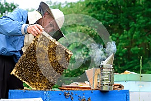 Beekeeper holding a honeycomb full of bees. Beekeeper in protective workwear inspecting honeycomb frame at apiary