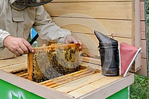 Beekeeper holding a honeycomb full of bees. Beekeeper in protective workwear inspecting honeycomb frame at apiary