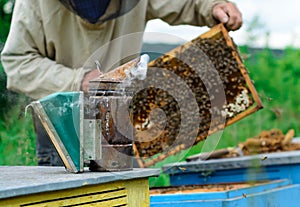 Beekeeper holding a honeycomb full of bees. Beekeeper in protective workwear inspecting honeycomb frame at apiary