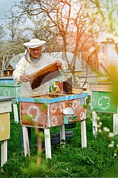 Beekeeper holding a honeycomb full of bees. Beekeeper in protective workwear inspecting honeycomb frame at apiary. Works