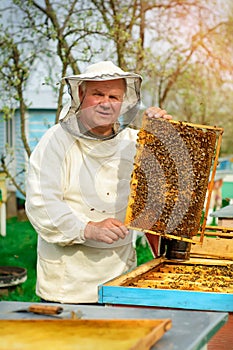 Beekeeper holding a honeycomb full of bees. Beekeeper in protective workwear inspecting honeycomb frame at apiary. Works