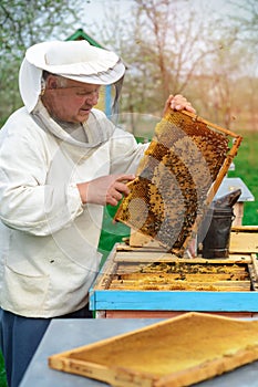 Beekeeper holding a honeycomb full of bees. Beekeeper in protective workwear inspecting honeycomb frame at apiary. Works