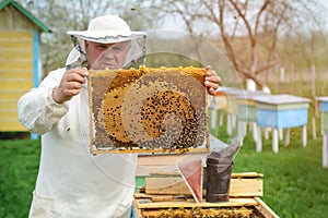 Beekeeper holding a honeycomb full of bees. Beekeeper in protective workwear inspecting honeycomb frame at apiary. Works on the ap