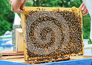 Beekeeper holding a honeycomb full of bees. Beekeeping concept.