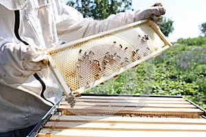 Beekeeper holding honeycomb full of bees closeup