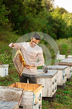 Beekeeper holding a honeycomb full of bees near the beehives. A man checks the honeycomb. Beekeeping concept