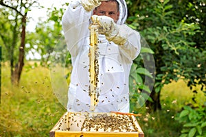 Beekeeper holding a honeycomb full of bees, professional beekeeper in protective workwear inspecting honeycomb frame at