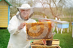 Beekeeper holding a honeycomb full of bees. Beekeeper in protective workwear inspecting honeycomb frame at apiary. Works on the ap