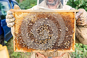 Beekeeper holding a honeycomb full of bees - working collect honey. Beekeeping concept