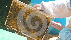 Beekeeper holding a honeycomb full lifestyle of bees. Beekeeper inspecting honeycomb frame at apiary. Beekeeping concept