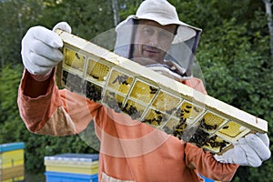 Beekeeper Holding Honeycomb With Honey Bees