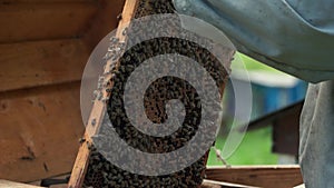 Beekeeper holding honeycomb with swarming bees.