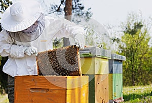 Beekeeper holding a honeycomb  woman  in protective workwear inspecting honeycomb frame at apiary.