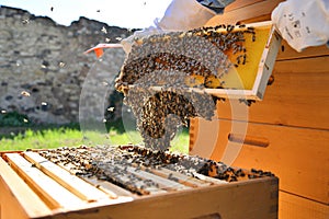 Beekeeper holding a wooden frame with bees. Beekeeping concept.