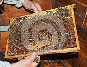 Beekeeper holding wooden frame with honeycombs and honey bees photo