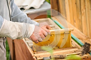 Beekeeper holds a bee box with a beehive