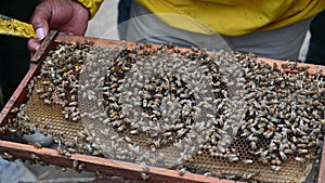 A beekeeper holds a frame with bees. Honey production. Apiary in nature. Natural food. bees on honeycomb.