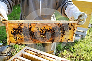 Beekeeper holds frame with honeycomb