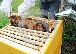 Beekeeper holds frame with honeycomb out of beehive