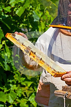 Beekeeper holds in hand a frame with honey honeycombs