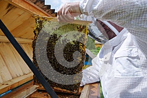 Beekeeper holds in the hands the frame of honeycombs. Carpathian honey bee. Pretty wooden hives. Beautiful spring day