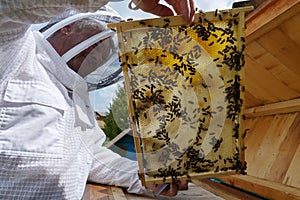 Beekeeper holds in the hands the frame of honeycombs. Carpathian honey bee. Pretty wooden hives. Beautiful spring day