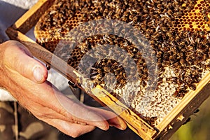 The beekeeper holds a honey cell with bees in his hands. Apiculture. Apiary