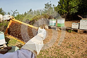 Beekeeper holds a honeycomb with bees in his hands