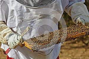 Beekeeper holds a honeycomb with bees in his hands