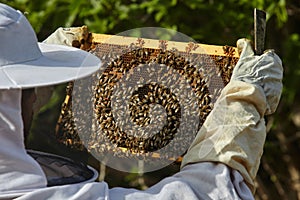 Beekeeper holds a honeycomb with bees in his hands