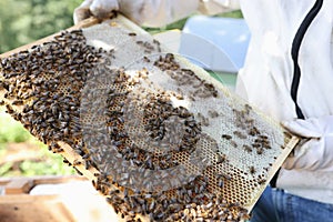 Beekeeper holds honeycomb with fresh honey. Man inspects bee pollen in apiary