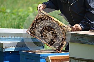 Beekeeper with honey comb