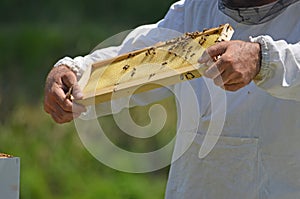 Beekeeper with honey comb