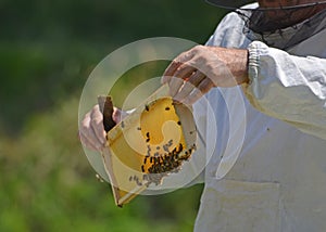Beekeeper with honey comb