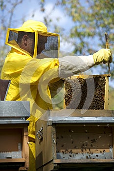 Beekeeper With Honeycomb