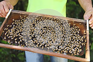 Beekeeper on honeycomb