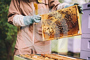 Beekeeper with honeycomb brood frame and honey bees
