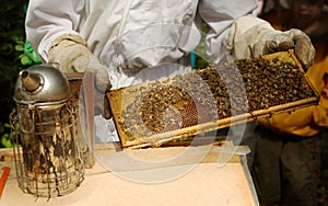 Beekeeper with honeycomb frame photo