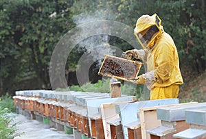 Beekeeper with honeycomb in hand