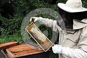 Beekeeper inspecting beehive