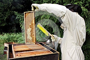 Beekeeper inspecting beehive