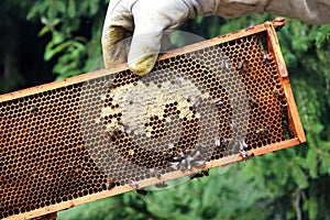 Beekeeper inspecting beehive