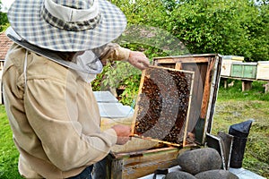 Beekeeper inspecting a beehive