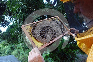 A beekeeper inspecting a frame of brood at an apiary in the caribbean