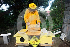 A beekeeper inspecting his automatic super at an apiary in the Caribbean