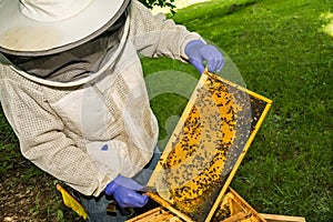 Beekeeper inspecting his hive.