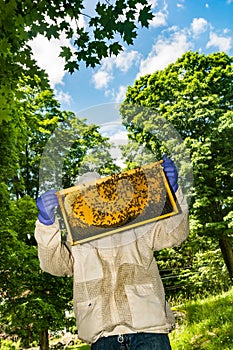 Beekeeper inspecting his hive.