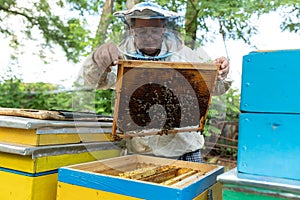 a beekeeper inspecting his hives. many bees on honeycomb