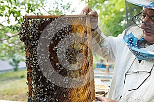 a beekeeper inspecting his hives. many bees on honeycomb